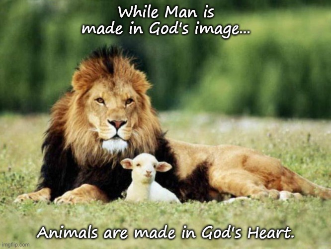 Animals | While Man is made in God's image... Animals are made in God's Heart. | image tagged in animals | made w/ Imgflip meme maker