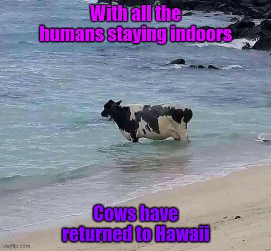 cows return to Hawaii | With all the humans staying indoors; Cows have returned to Hawaii | image tagged in cow,hawaii | made w/ Imgflip meme maker