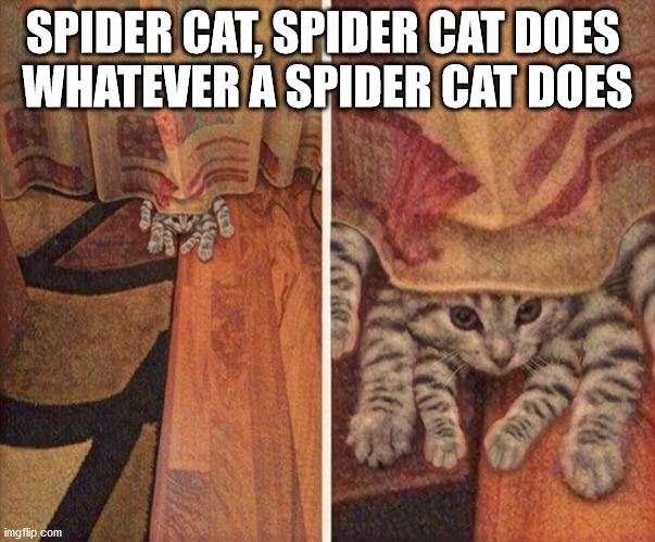 SPIDER CAT, SPIDER CAT DOES 
WHATEVER A SPIDER CAT DOES | image tagged in superheroes | made w/ Imgflip meme maker