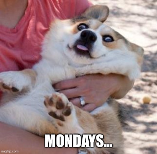 A classic style meme to get rid of your Monday blues. | MONDAYS... | image tagged in corgi monday by kevin | made w/ Imgflip meme maker