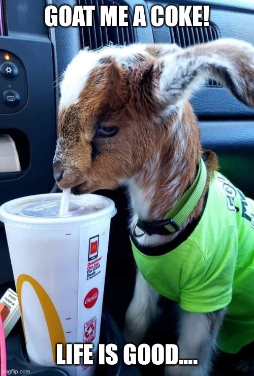 goat | GOAT ME A COKE! LIFE IS GOOD.... | image tagged in goat,coke,life is good,funny,animals | made w/ Imgflip meme maker