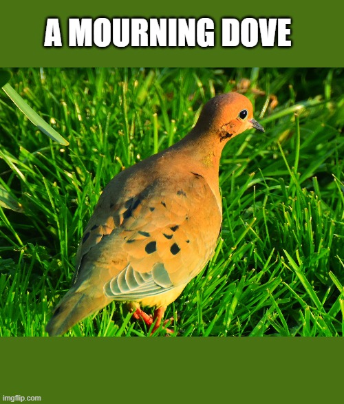 A MOURNING DOVE | made w/ Imgflip meme maker