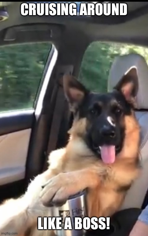 CRUISING AROUND; LIKE A BOSS! | image tagged in like a boss,german shepherd,funny dogs,funny,funny dog | made w/ Imgflip meme maker