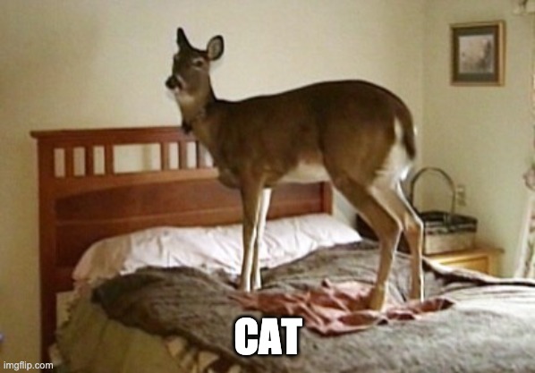 deer on a bed | CAT | image tagged in deer on a bed | made w/ Imgflip meme maker