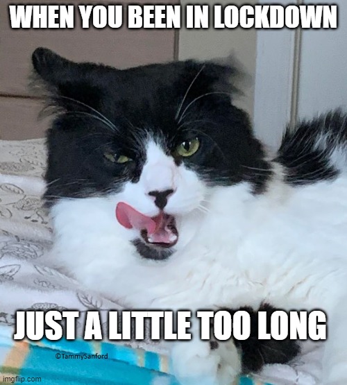 Lockdown IRL | WHEN YOU BEEN IN LOCKDOWN; JUST A LITTLE TOO LONG | image tagged in lockdown,stressed out,viral meme,coronavirus,drunk cat,messed up | made w/ Imgflip meme maker