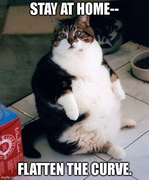 fat cat | STAY AT HOME--; FLATTEN THE CURVE. | image tagged in fat cat | made w/ Imgflip meme maker