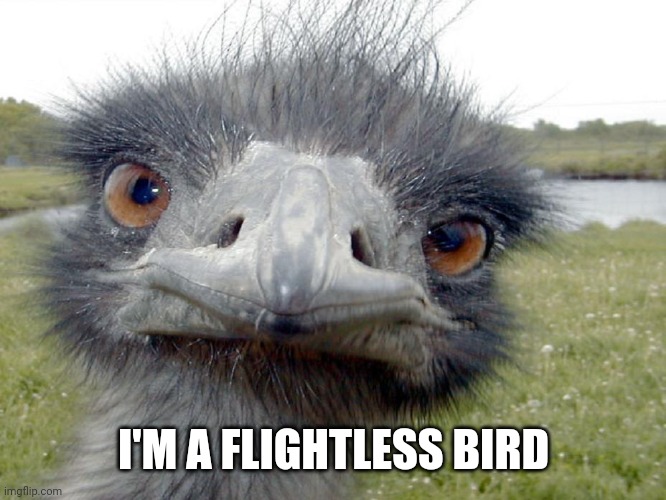 Emu Head Brah Whats Up | I'M A FLIGHTLESS BIRD | image tagged in emu head brah whats up | made w/ Imgflip meme maker