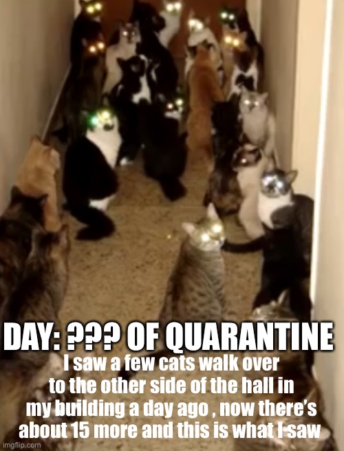 DAY: ??? OF QUARANTINE; I saw a few cats walk over to the other side of the hall in my building a day ago , now there’s about 15 more and this is what I saw | image tagged in cats | made w/ Imgflip meme maker
