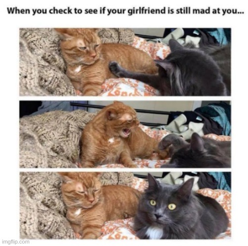 mad gf | image tagged in cats,memes | made w/ Imgflip meme maker