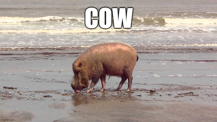 COW | COW | image tagged in cow | made w/ Imgflip meme maker