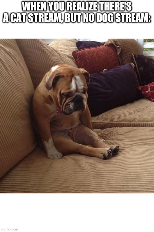 bulldogsad | WHEN YOU REALIZE THERE'S A CAT STREAM, BUT NO DOG STREAM: | image tagged in bulldogsad | made w/ Imgflip meme maker