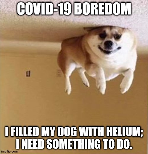 Helium Dog | COVID-19 BOREDOM; I FILLED MY DOG WITH HELIUM;
I NEED SOMETHING TO DO. | image tagged in funny dogs | made w/ Imgflip meme maker