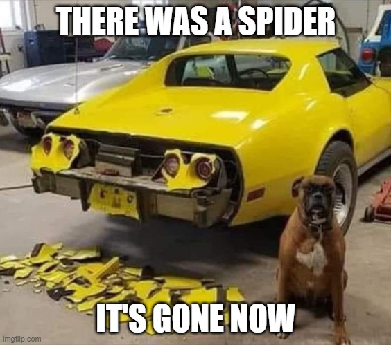 THERE WAS A SPIDER; IT'S GONE NOW | image tagged in crazy dog | made w/ Imgflip meme maker