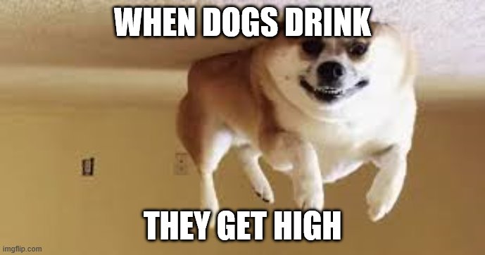 sorry, guys | WHEN DOGS DRINK; THEY GET HIGH | image tagged in helium dog | made w/ Imgflip meme maker