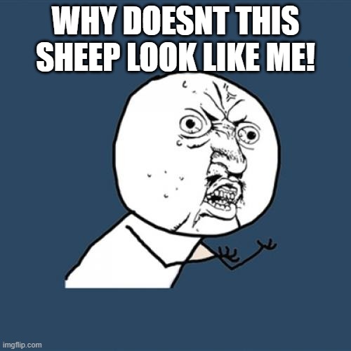 Y U No | WHY DOESNT THIS SHEEP LOOK LIKE ME! | image tagged in memes,y u no | made w/ Imgflip meme maker