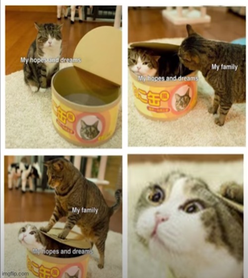 cats and cans | image tagged in cats,meme | made w/ Imgflip meme maker