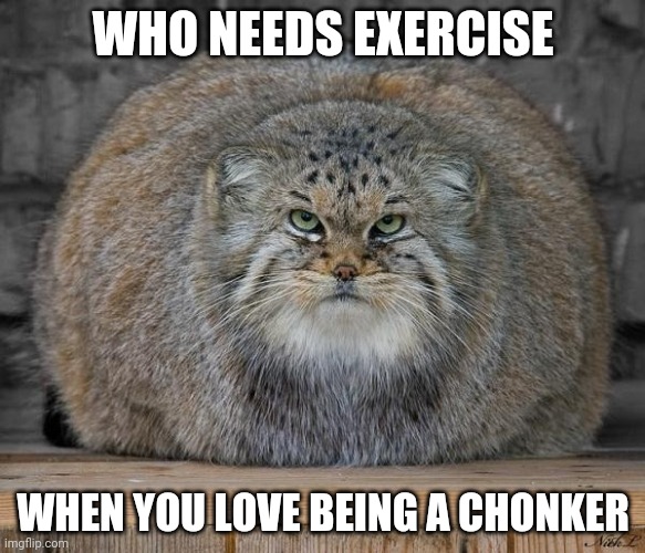 Exercise Is Not For Me | WHO NEEDS EXERCISE; WHEN YOU LOVE BEING A CHONKER | image tagged in fat cats exercise | made w/ Imgflip meme maker