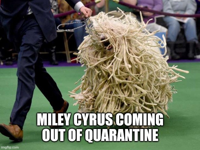 Spagetti dog | MILEY CYRUS COMING OUT OF QUARANTINE | image tagged in spagetti dog | made w/ Imgflip meme maker