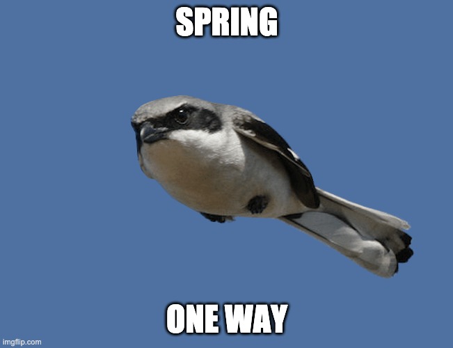 i like to fly | SPRING; ONE WAY | image tagged in spring,speed,go,work,passion | made w/ Imgflip meme maker