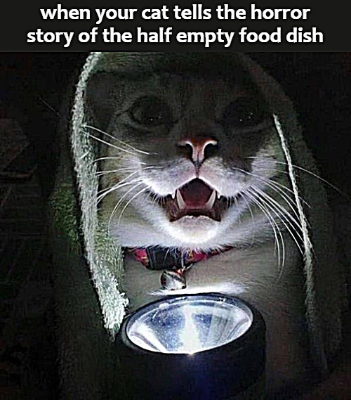 when your cat tells the horror story of the half empty food dish | image tagged in cat | made w/ Imgflip meme maker