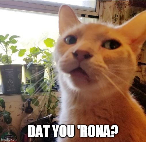 Dat You Rona? - Side Eye Leo | DAT YOU 'RONA? | image tagged in rona,coronavirus,covid19,covid cat,rona cat,side eye leo | made w/ Imgflip meme maker