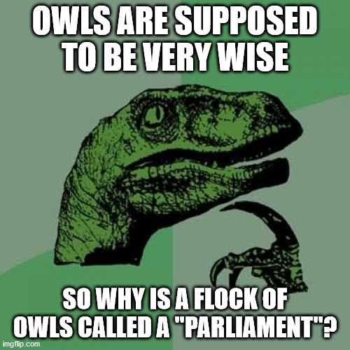 No, I don't like or trust politicians. Does it show? | OWLS ARE SUPPOSED TO BE VERY WISE; SO WHY IS A FLOCK OF OWLS CALLED A "PARLIAMENT"? | image tagged in memes,philosoraptor | made w/ Imgflip meme maker