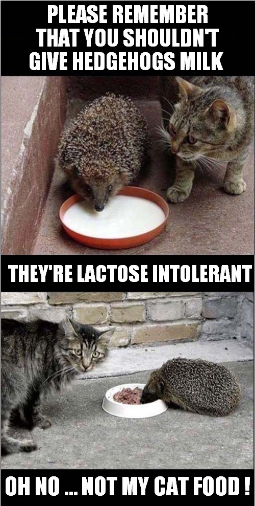 Hedgehogs Like Cat Food | PLEASE REMEMBER THAT YOU SHOULDN'T GIVE HEDGEHOGS MILK; THEY'RE LACTOSE INTOLERANT; OH NO … NOT MY CAT FOOD ! | image tagged in fun,hedgehog,cats,feeding | made w/ Imgflip meme maker