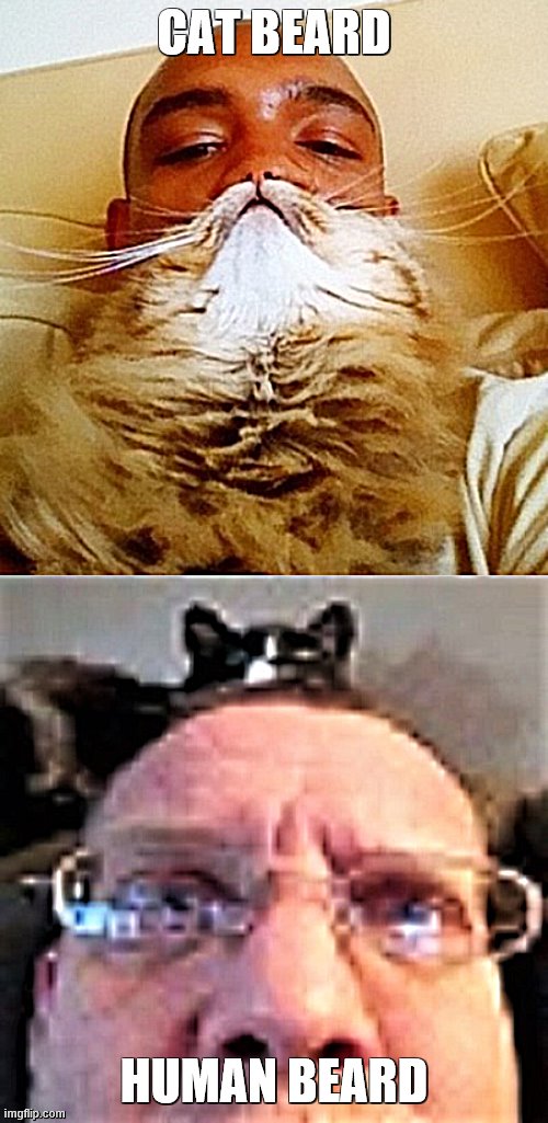 Cat beards | CAT BEARD; HUMAN BEARD | image tagged in cats,beards | made w/ Imgflip meme maker