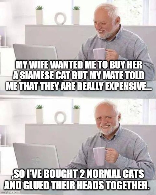 Hide the Pain Harold | MY WIFE WANTED ME TO BUY HER A SIAMESE CAT BUT MY MATE TOLD ME THAT THEY ARE REALLY EXPENSIVE... ,SO I'VE BOUGHT 2 NORMAL CATS AND GLUED THEIR HEADS TOGETHER. | image tagged in memes,hide the pain harold | made w/ Imgflip meme maker