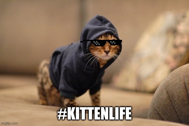 Hoody Cat Meme |  #KITTENLIFE | image tagged in memes,hoody cat | made w/ Imgflip meme maker