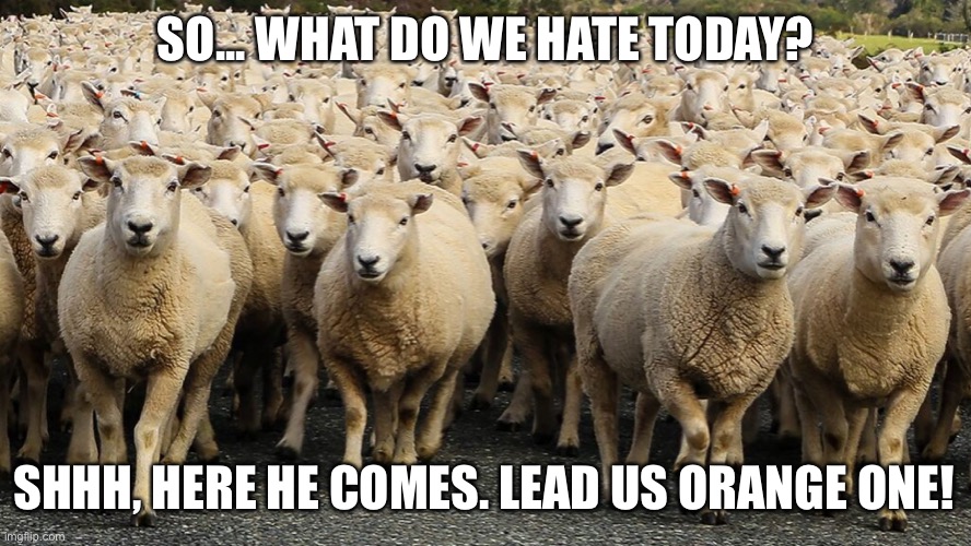 Trump Sheep | SO... WHAT DO WE HATE TODAY? SHHH, HERE HE COMES. LEAD US ORANGE ONE! | image tagged in trump sheep | made w/ Imgflip meme maker