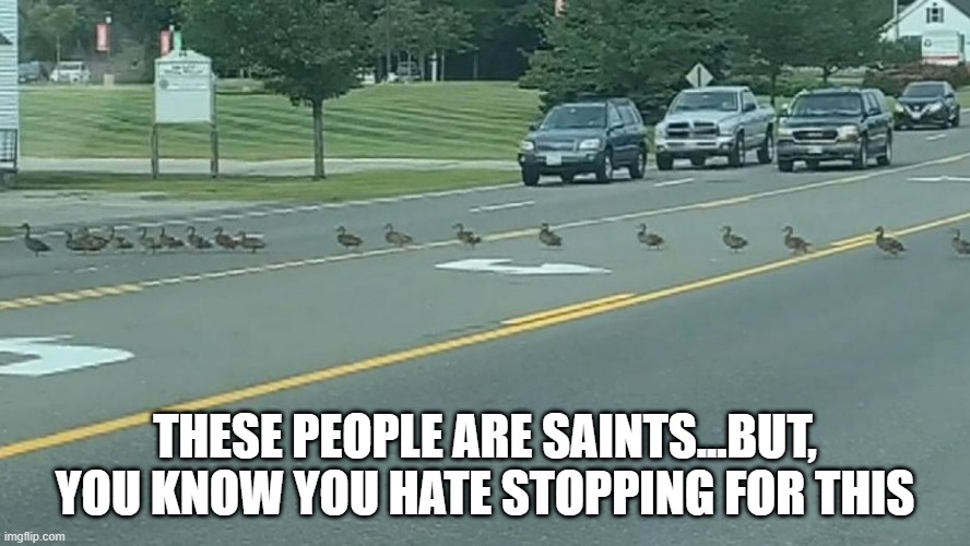 Duck Crossing | THESE PEOPLE ARE SAINTS...BUT, YOU KNOW YOU HATE STOPPING FOR THIS | image tagged in duck crossing | made w/ Imgflip meme maker