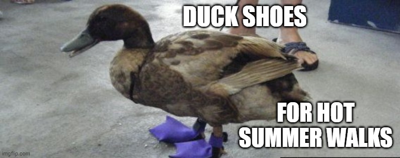 Quack Footwear | DUCK SHOES; FOR HOT SUMMER WALKS | image tagged in ducks | made w/ Imgflip meme maker