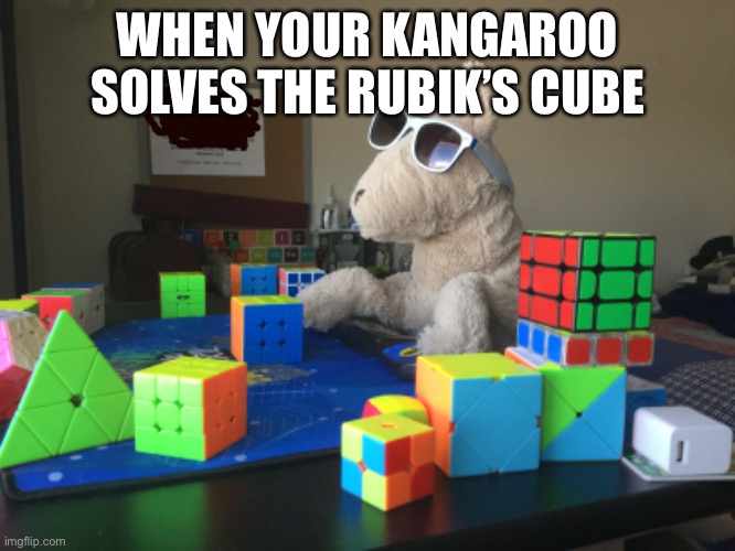 The Talents of my Kangaroo | WHEN YOUR KANGAROO SOLVES THE RUBIK’S CUBE | image tagged in kangaroo,rubiks cube,smart,funny memes,oh wow are you actually reading these tags | made w/ Imgflip meme maker
