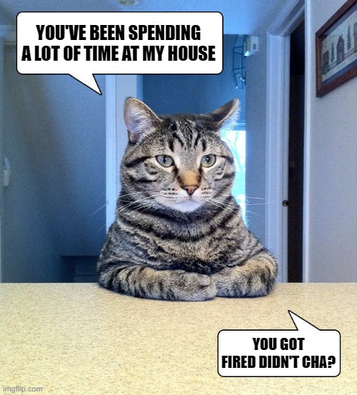 cat questions | YOU'VE BEEN SPENDING A LOT OF TIME AT MY HOUSE; YOU GOT FIRED DIDN'T CHA? | image tagged in cat,house,questions | made w/ Imgflip meme maker