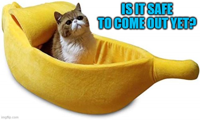 Banana Cat | IS IT SAFE TO COME OUT YET? | image tagged in banana cat | made w/ Imgflip meme maker