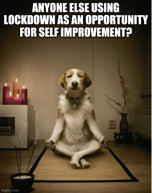 dog meditation funny | ANYONE ELSE USING LOCKDOWN AS AN OPPORTUNITY FOR SELF IMPROVEMENT? | image tagged in dog meditation funny | made w/ Imgflip meme maker