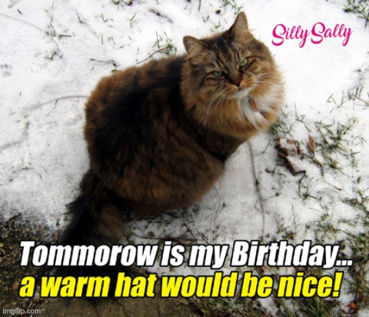 Happy Birthday To My Furever Friend! :) | image tagged in cats,funny,silly sally,birthday | made w/ Imgflip meme maker