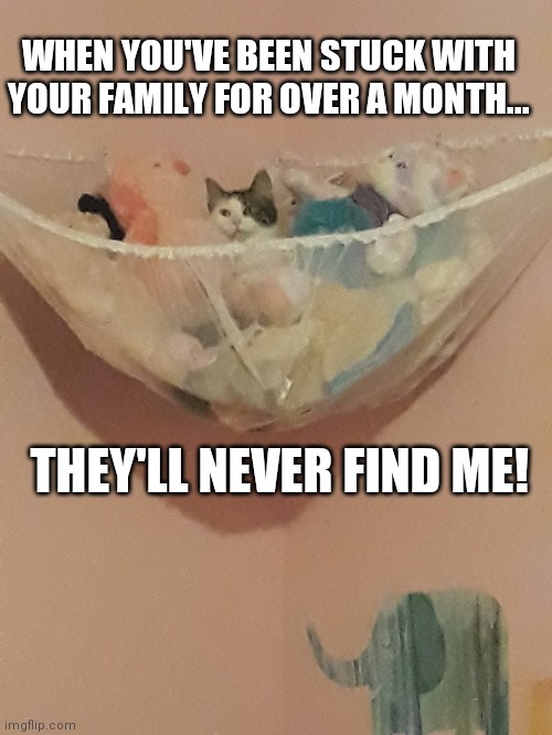 WHEN YOU'VE BEEN STUCK WITH YOUR FAMILY FOR OVER A MONTH... THEY'LL NEVER FIND ME! | image tagged in quarantine,cats,family | made w/ Imgflip meme maker