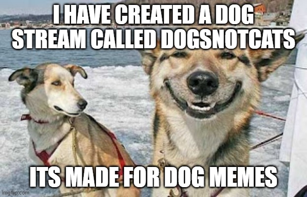 Original Stoner Dog Meme | I HAVE CREATED A DOG STREAM CALLED DOGSNOTCATS; ITS MADE FOR DOG MEMES | image tagged in memes,original stoner dog | made w/ Imgflip meme maker