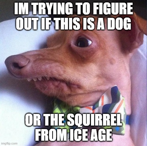Tuna the dog (Phteven) | IM TRYING TO FIGURE OUT IF THIS IS A DOG; OR THE SQUIRREL FROM ICE AGE | image tagged in tuna the dog phteven | made w/ Imgflip meme maker
