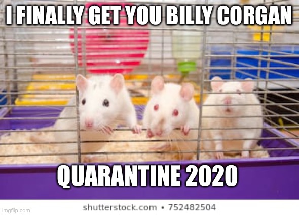 Bullet with Butterfly Wings | I FINALLY GET YOU BILLY CORGAN; QUARANTINE 2020 | image tagged in covid19,quarantine,rat in a cage,coronavirus | made w/ Imgflip meme maker