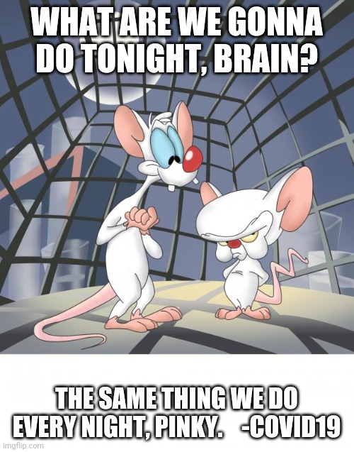 Pinky and the brain | WHAT ARE WE GONNA DO TONIGHT, BRAIN? THE SAME THING WE DO EVERY NIGHT, PINKY.    -COVID19 | image tagged in pinky and the brain | made w/ Imgflip meme maker