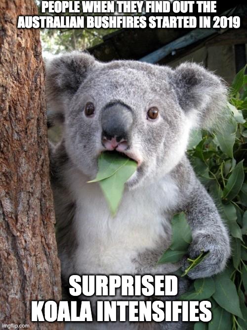 Surprised Koala Meme | PEOPLE WHEN THEY FIND OUT THE AUSTRALIAN BUSHFIRES STARTED IN 2019; SURPRISED KOALA INTENSIFIES | image tagged in memes,surprised koala | made w/ Imgflip meme maker