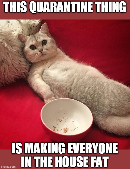 FAT CAT | THIS QUARANTINE THING; IS MAKING EVERYONE IN THE HOUSE FAT | image tagged in cats,funny cats,fat cat,quarantine | made w/ Imgflip meme maker