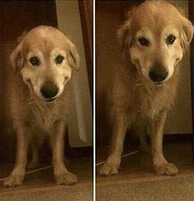 Sinister dog Blank Meme Template