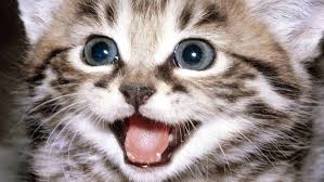 Funny Cat Blank Meme Template