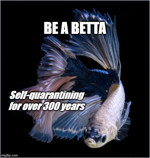 Quarantine: Be a Betta | BE A BETTA; Self-quarantining for over 300 years | image tagged in betta,betta fish,siamese fighting fish,quarantine,self-quarantine,covid-19 | made w/ Imgflip meme maker
