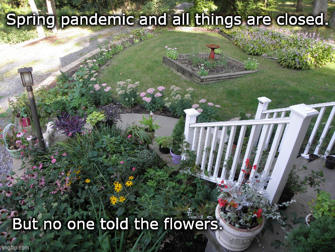 Floral landscape |  Spring pandemic and all things are closed. But no one told the flowers. | image tagged in floral landscape,springtime,flowers,coronavirus | made w/ Imgflip meme maker