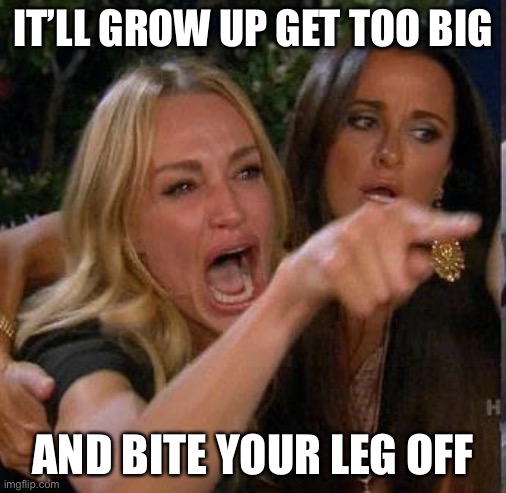 Screaming At | IT’LL GROW UP GET TOO BIG AND BITE YOUR LEG OFF | image tagged in screaming at | made w/ Imgflip meme maker